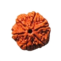 Picture of Six Mukhi Rudraksha
