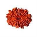 Picture of Ten Mukhi Rudraksha