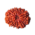 Picture of Twelve Mukhi Rudraksha